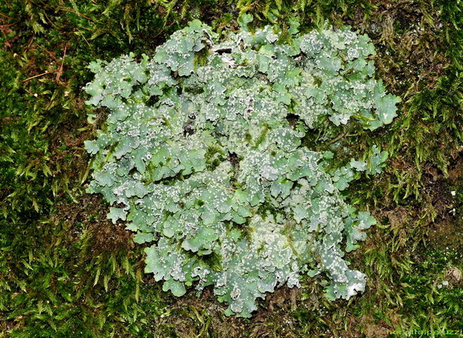 Licheni di Poggio Ripaghera